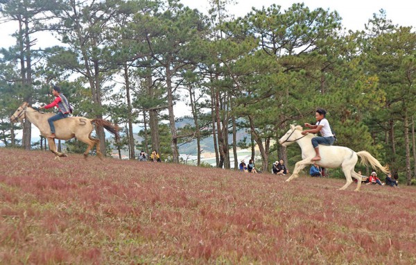 Tổ chức giải đua ngựa không yên dịp Festival Hoa Đà Lạt