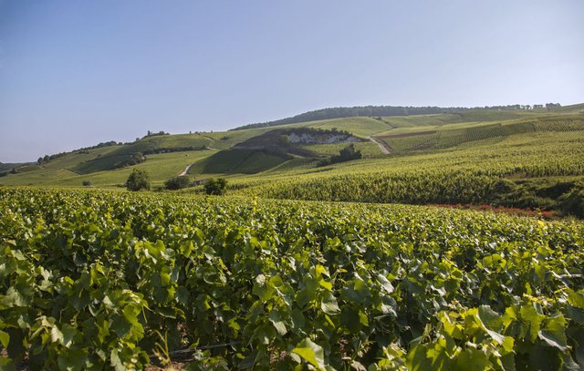 Kế hoạch thu hút khách du lịch bằng khách sạn nằm trong vườn nho tại Pháp - Ảnh 3.