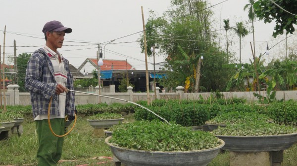 Sau mưa lũ lớn, nông dân nguy cơ mất trắng vụ hoa Tết