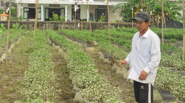 Sau mưa lũ lớn, nông dân nguy cơ mất trắng vụ hoa Tết