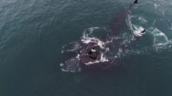 Hình ảnh cá voi bạch tạng hiếm gặp chơi đùa ở ngoài khơi Australia