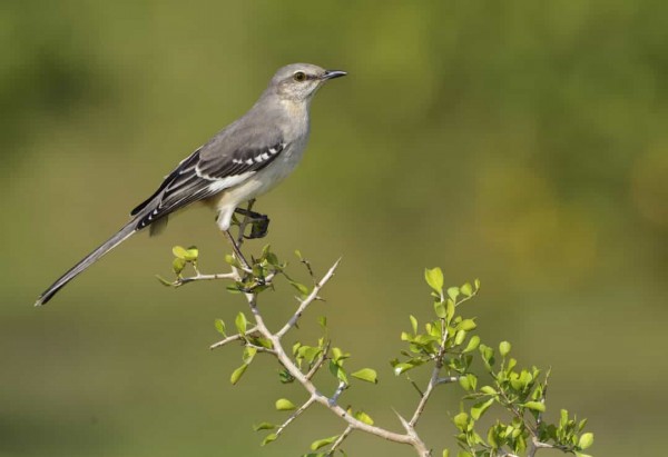 Những điều ít biết về thú cưng của các tổng thống Mỹ