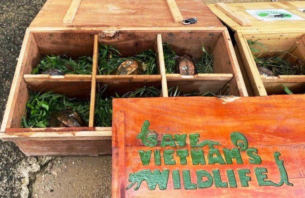 Quảng Nam: Triệt xóa đường dây buôn bán động vật hoang dã trong danh mục nguy cấp