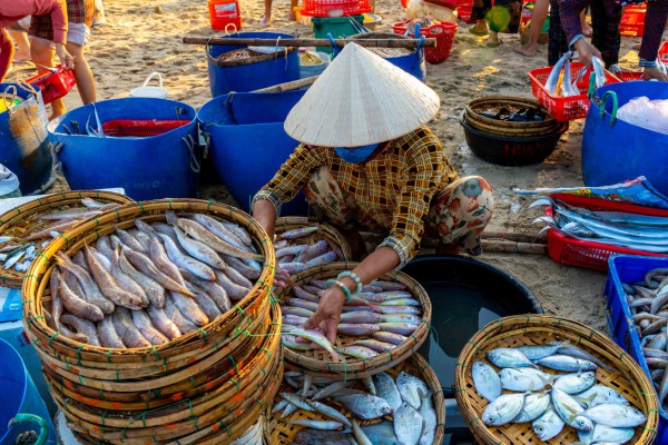 Vẻ đẹp bình dị vào sáng sớm ở chợ cá lớn nhất Quảng Nam