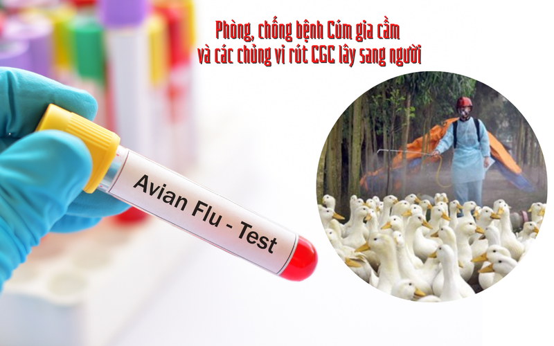 Bé gái 4 tuổi nhiễm cúm gia cầm ở Phú Thọ đang nguy kịch