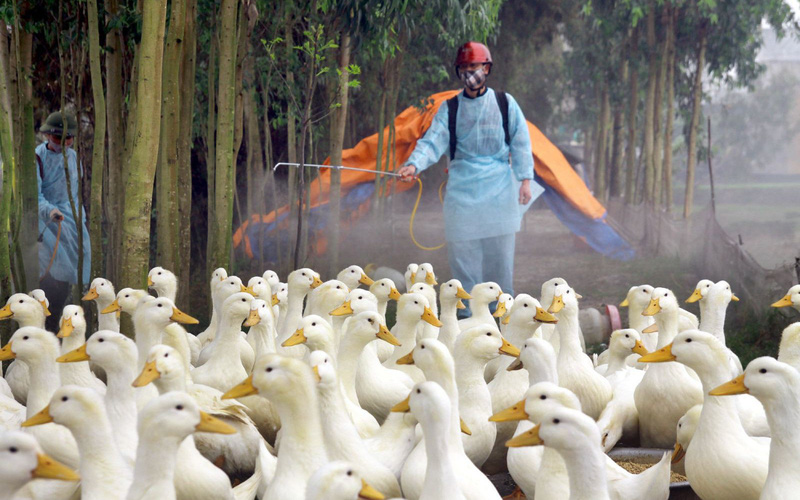 Bộ Y tế: Tiềm ẩn nguy cơ cúm gia cầm lây sang người