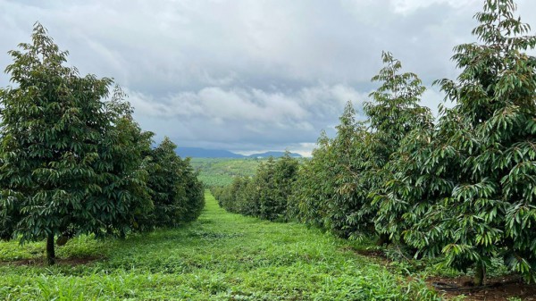 Chuyện chưa kể về bầu Đức Chuyện chưa kể về bầu Đức