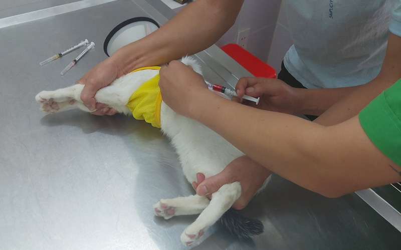 Đắk Lắk: Nguy cơ bệnh dại tăng cao