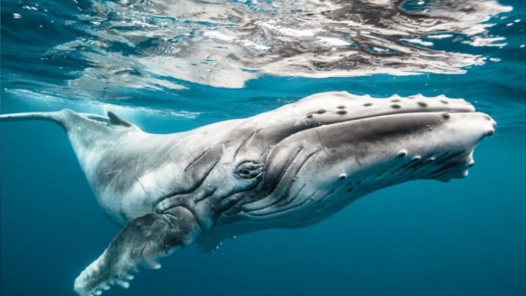 Hình ảnh cá voi bạch tạng hiếm gặp chơi đùa ở ngoài khơi Australia