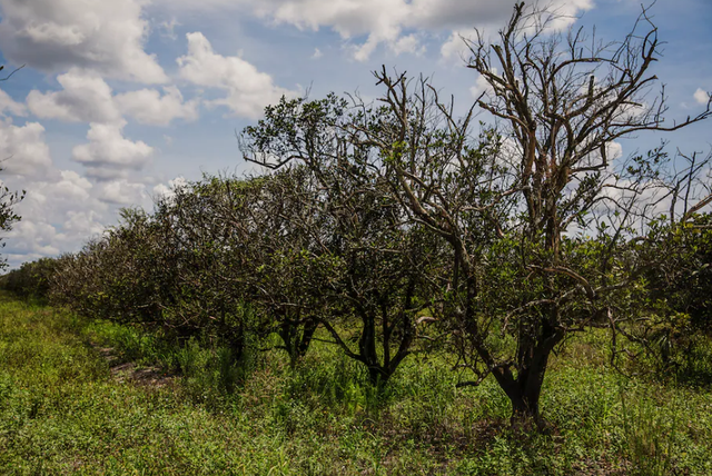 Loại trái cây đang khiến người dân Mỹ lo lắng khi ngày càng khan hiếm, đắt đỏ - Ảnh 1. Loại trái cây đang khiến người dân Mỹ lo lắng khi ngày càng khan hiếm, đắt đỏ - Ảnh 1.