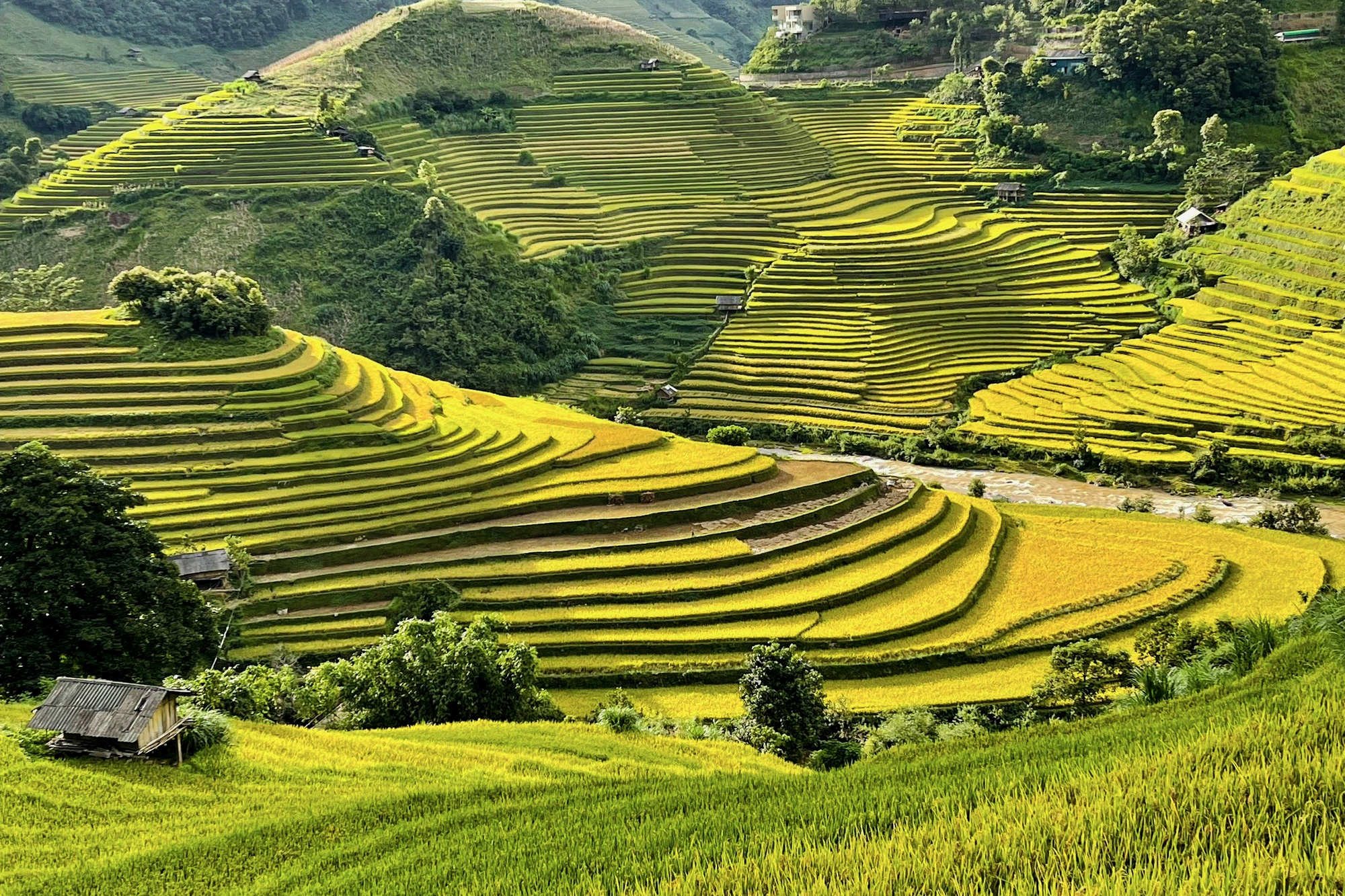 Ảnh: Hàng nghìn người đổ về Mù Căng Chải ngắm mùa vàng chảy tràn trên triền núi - Ảnh 4.