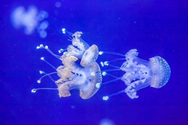 Khám phá bí mật về loài sứa qua những bức ảnh đẹp mê hoặc