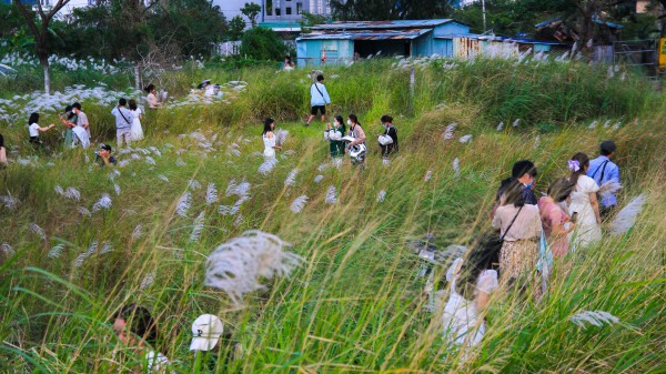 Hoa cỏ lau ven sông Hàn bung nở sau những ngày mưa lũ