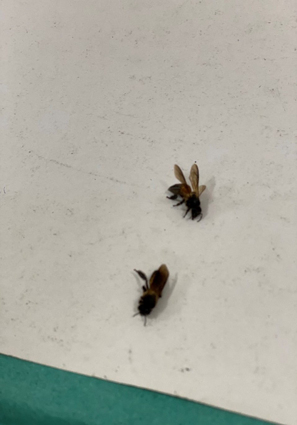 Cấp cứu nhiều bệnh nhân bị ong đốt