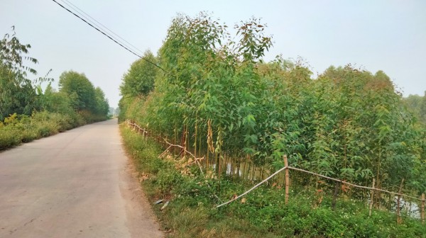 Biến đổi khí hậu đã khiến đào nở giữa mùa thu