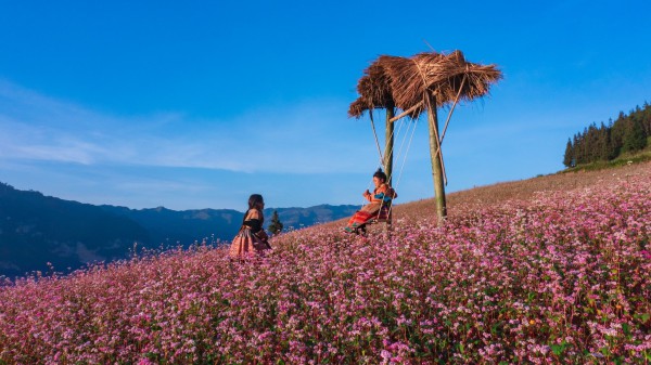 Mùa hoa nhuộm hồng cao nguyên đá Hà Giang