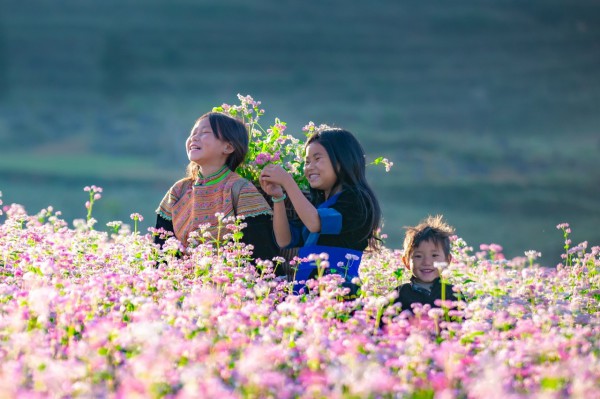 Mùa hoa nhuộm hồng cao nguyên đá Hà Giang