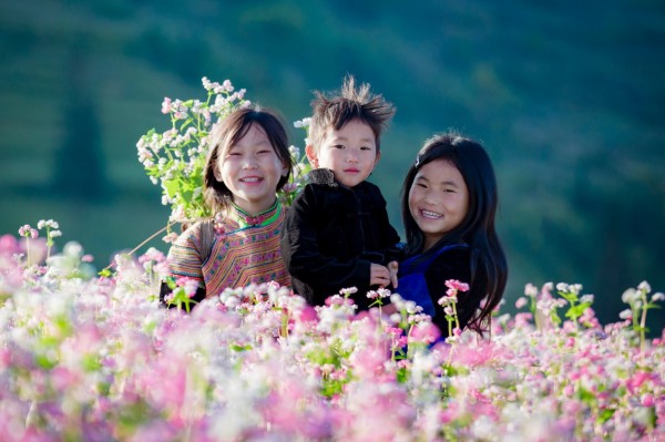 Mùa hoa nhuộm hồng cao nguyên đá Hà Giang