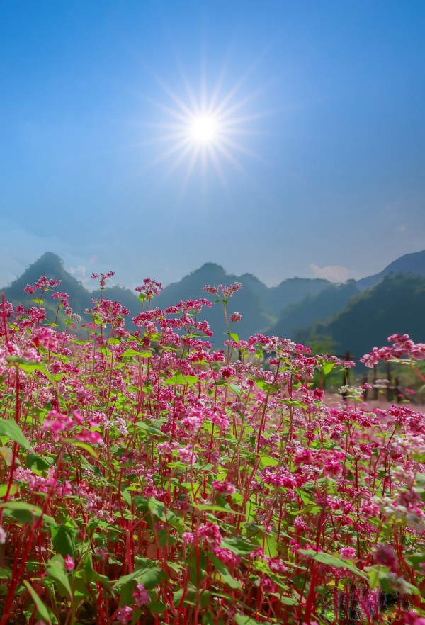 Mùa hoa nhuộm hồng cao nguyên đá Hà Giang