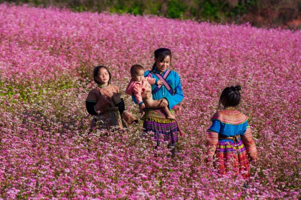 Mùa hoa nhuộm hồng cao nguyên đá Hà Giang