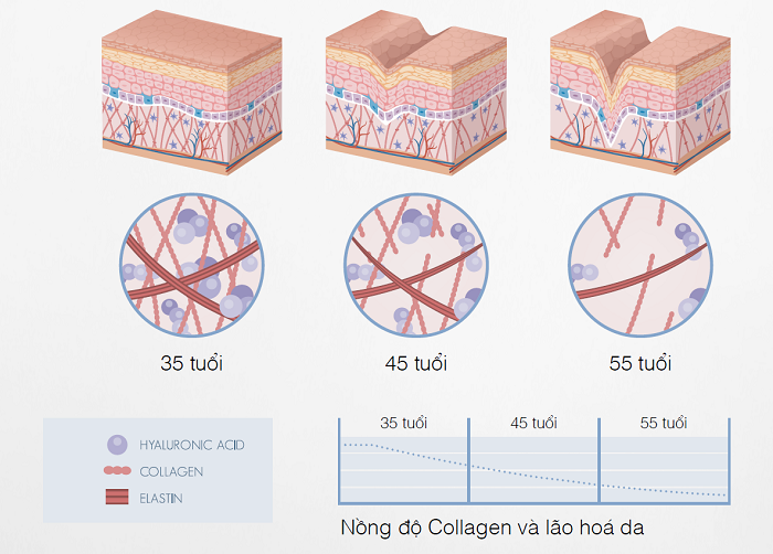 Tác dụng Collagen với da? Collagen chiết xuất từ loại nào làn da hấp thụ tối ưu?