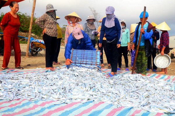 Ngư dân Hà Tĩnh trúng đậm hải sản gần bờ