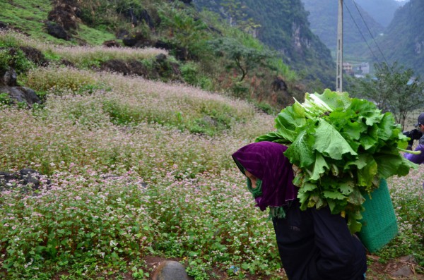 Tam giác mạch, quyến rũ một mùa hoa