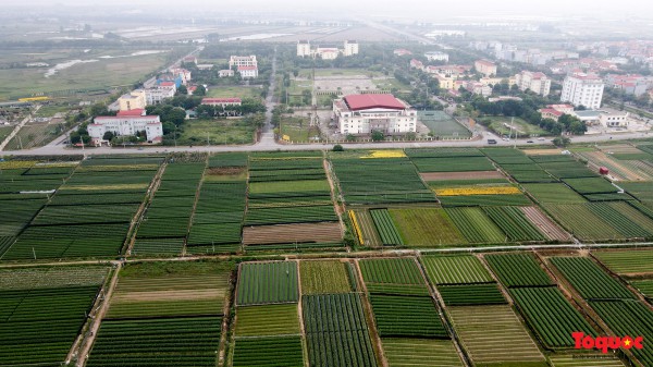 Hoa hồng Mê Linh sẵn sàng khoe sắc tại Fesival hoa lớn nhất Thủ đô