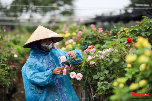 Hoa hồng Mê Linh sẵn sàng khoe sắc tại Fesival hoa lớn nhất Thủ đô