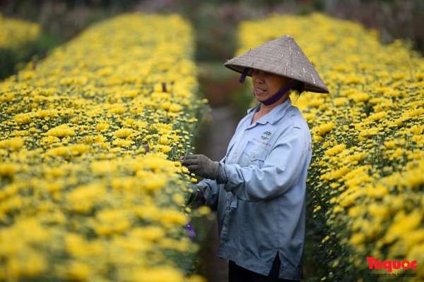 Hoa hồng Mê Linh sẵn sàng khoe sắc tại Fesival hoa lớn nhất Thủ đô