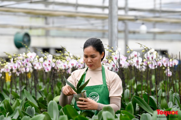 Hoa hồng Mê Linh sẵn sàng khoe sắc tại Fesival hoa lớn nhất Thủ đô