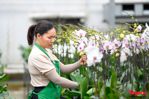 Hoa hồng Mê Linh sẵn sàng khoe sắc tại Fesival hoa lớn nhất Thủ đô