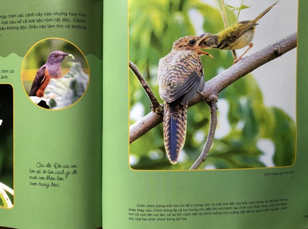 Những cánh chim hoang dã - độc đáo sách ảnh với 45 loài chim đẹp Việt Nam