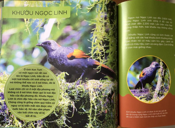 Những cánh chim hoang dã - độc đáo sách ảnh với 45 loài chim đẹp Việt Nam