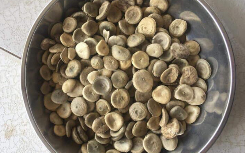 2 chân co cứng, không đi lại được sau khi uống rượu ngâm hạt mã tiền 2 chân co cứng, không đi lại được sau khi uống rượu ngâm hạt mã tiền