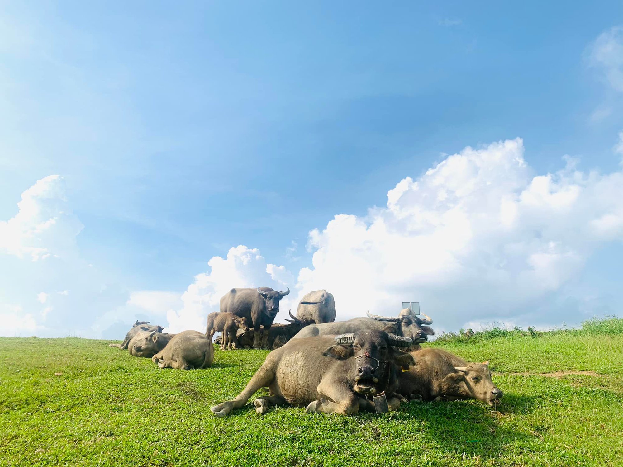 Ngỡ ngàng trước bản làng người Dao kế bên Vịnh Hạ Long, thích hợp cho gia đình có chuyến trải nghiệm du lịch cộng đồng - Ảnh 1.