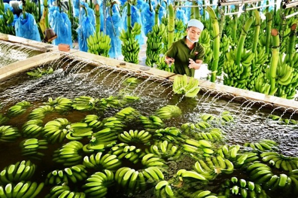 Chuẩn hoá ngành hàng chuối xuất khẩu