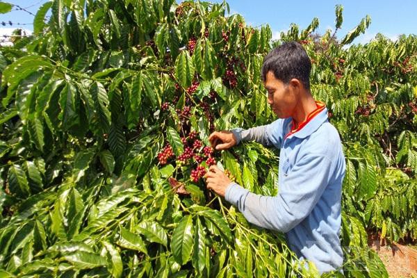 Doanh nghiệp cà phê Tây Nguyên khát vốn