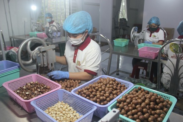 Mắc ca Đắk Lắk vào thẳng siêu thị Nhật
