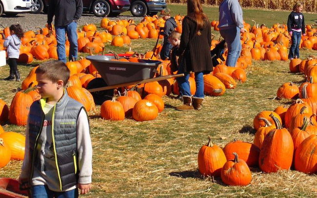 Nông trại bí ngô tự chọn mùa Halloween tại Anh