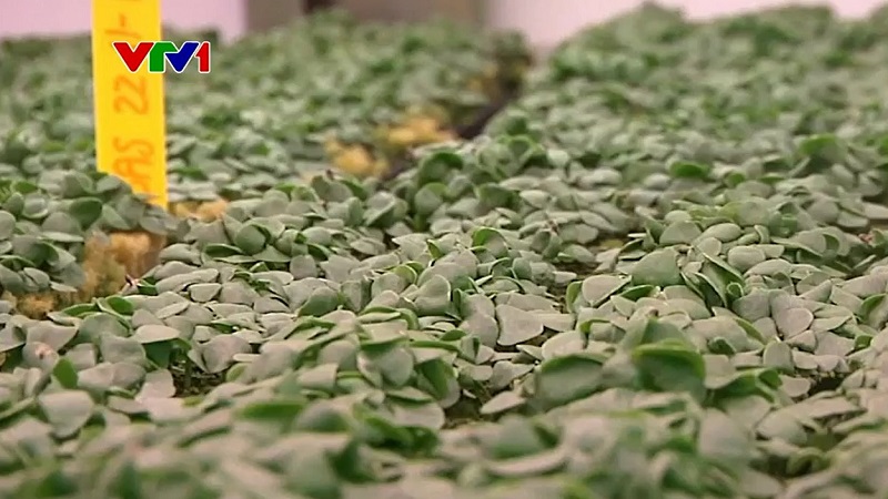 Nông trại thẳng đứng trong… siêu thị