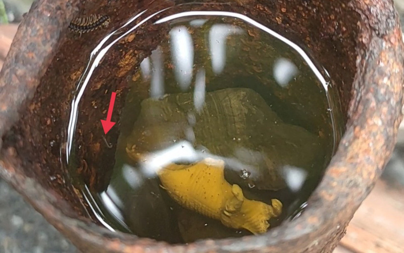 TP. Hồ Chí Minh phát sinh thêm 78 ổ dịch sốt xuất huyết