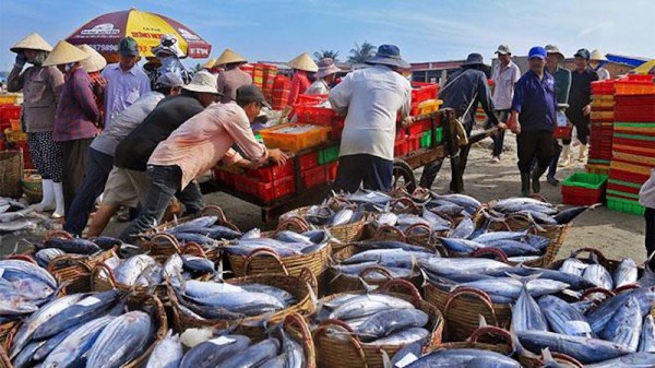 Thẻ vàng thuỷ sản chưa “về đích” và sự “mờ nhạt” của thị trường EU Thẻ vàng thuỷ sản chưa “về đích” và sự “mờ nhạt” của thị trường EU