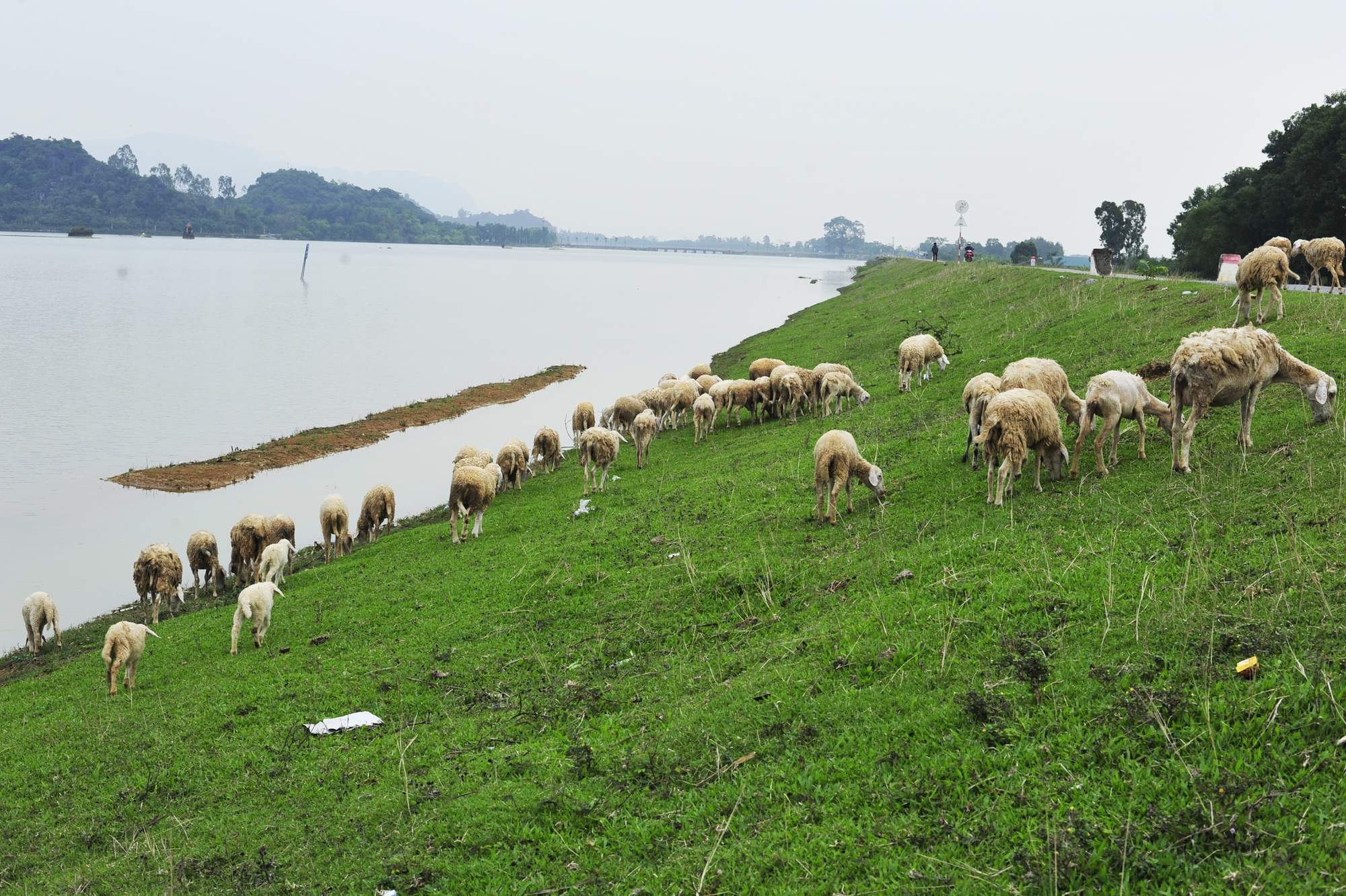 Dọc theo con đê này là điểm du lịch nổi tiếng đầm Vân Long