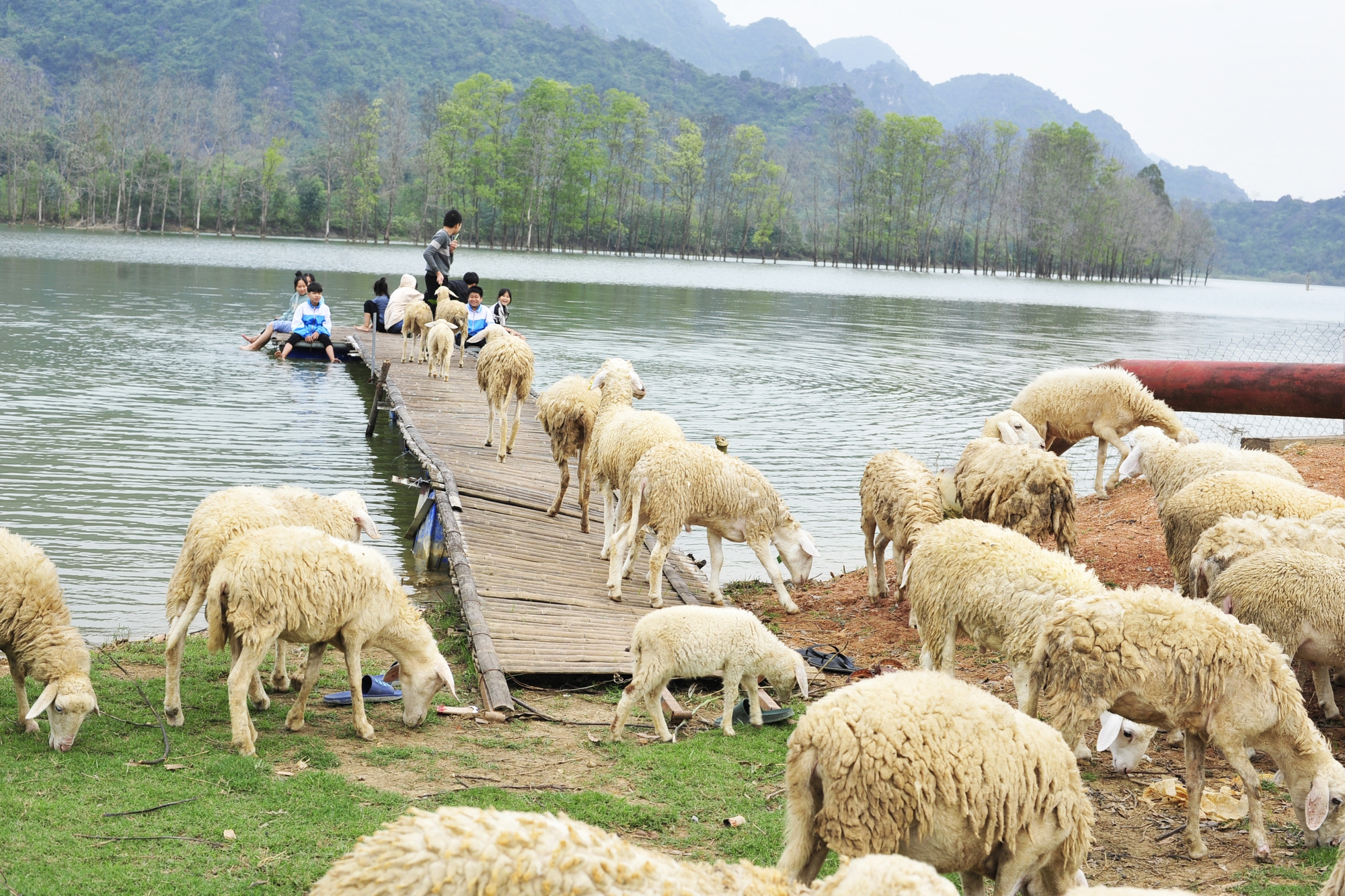 Những chú cừu tại Đồng cừu Gia Hưng khá thân thiện và gần gũi