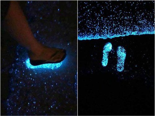 Có một bãi biển phát sáng ở quốc đảo thiên đường, "đẹp nhất thế giới" Maldives - Ảnh 6.