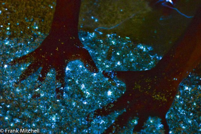 Có một bãi biển phát sáng ở quốc đảo thiên đường, "đẹp nhất thế giới" Maldives - Ảnh 7.