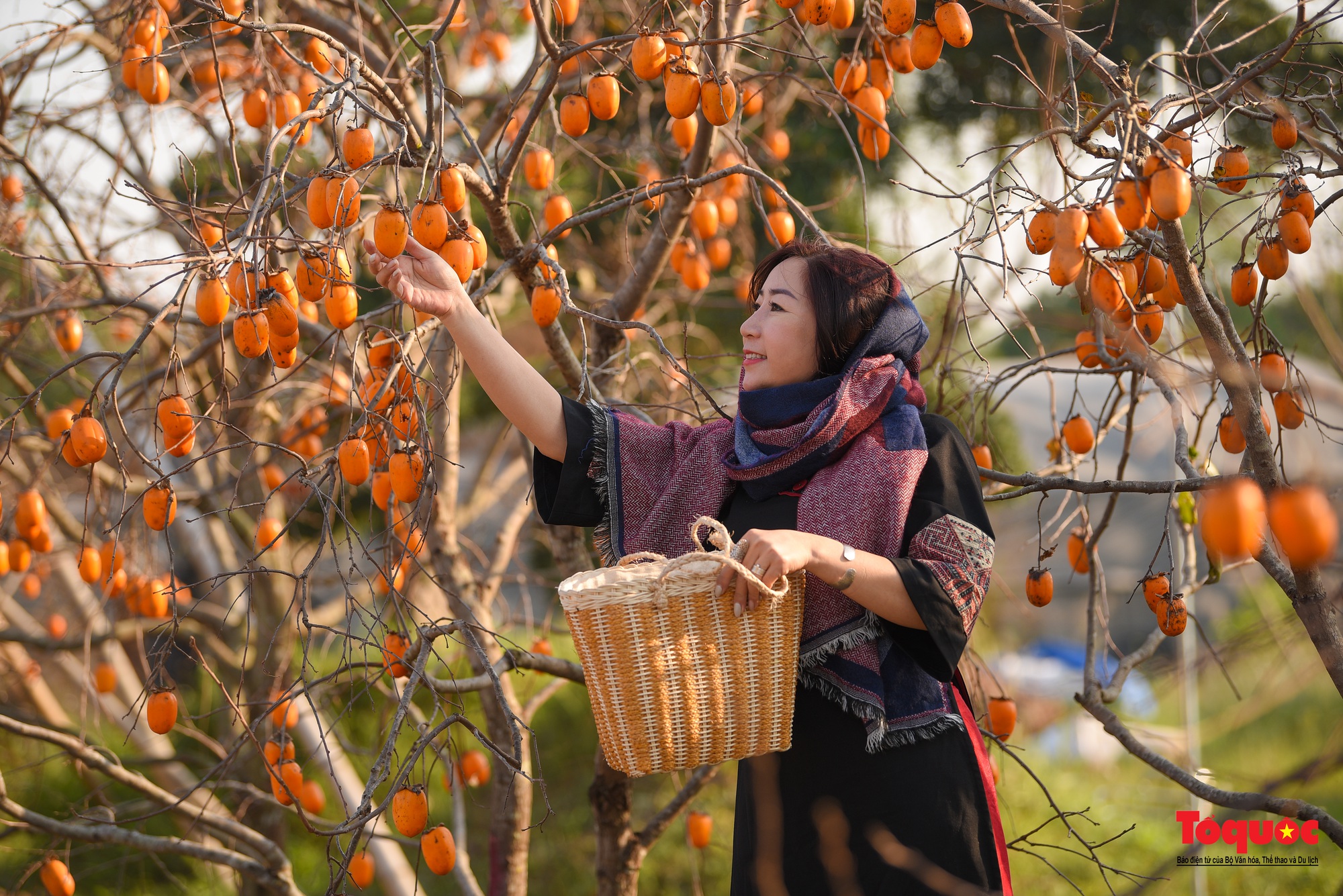 Khám phá vườn hồng Mộc Châu vàng rực giữa thủ đô - Ảnh 14.