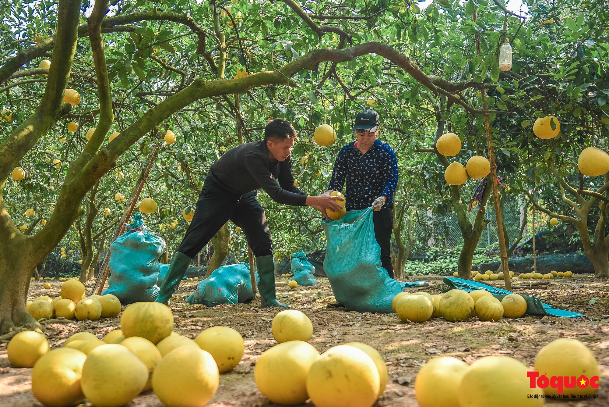 Thủ phủ bưởi Diễn tất bật thu hoạch phục vụ dịp cận Tết Nguyên đán 2023 - Ảnh 2.