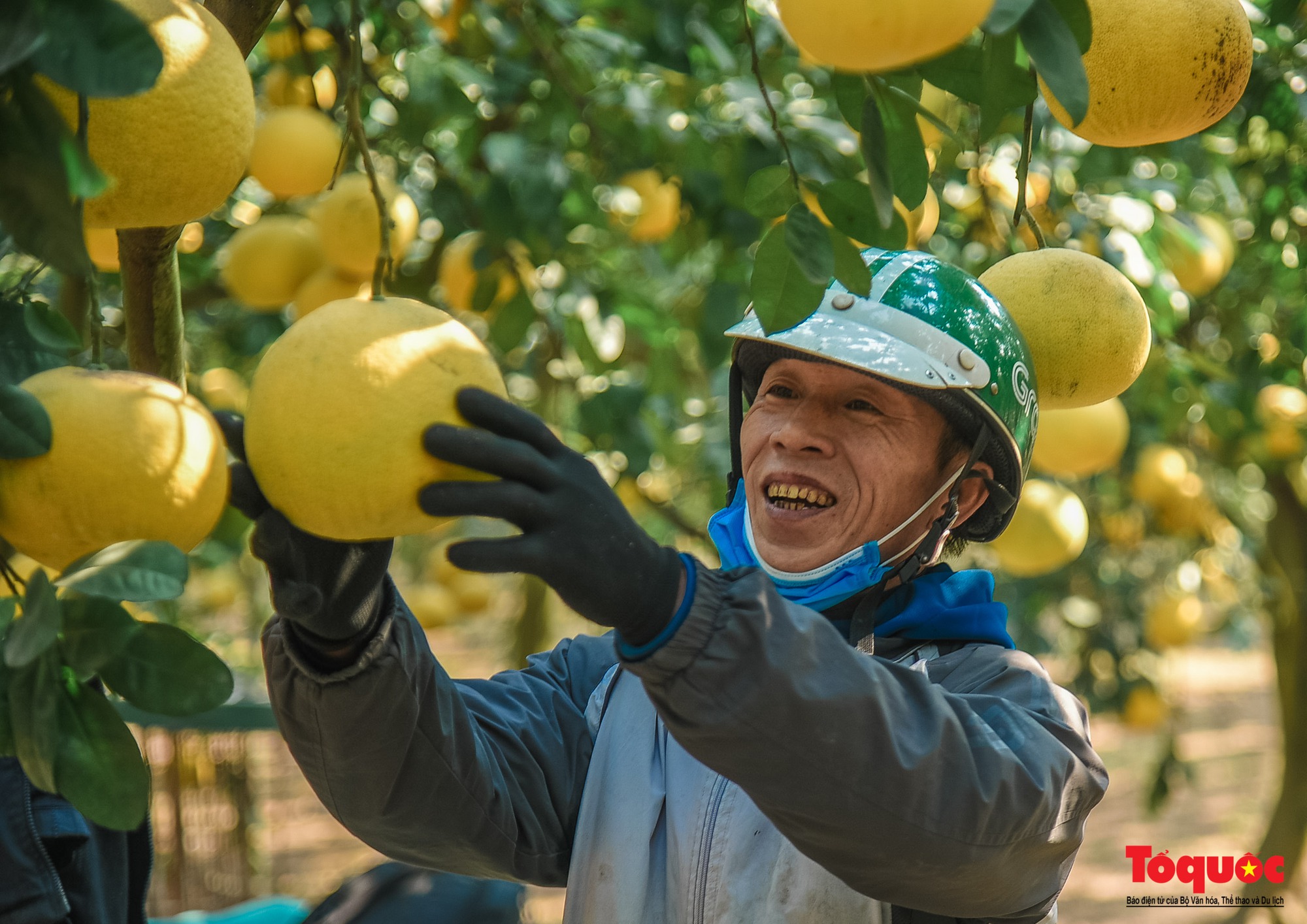 Thủ phủ bưởi Diễn tất bật thu hoạch phục vụ dịp cận Tết Nguyên đán 2023 - Ảnh 6.